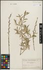 Foto von Salix purpurea L.